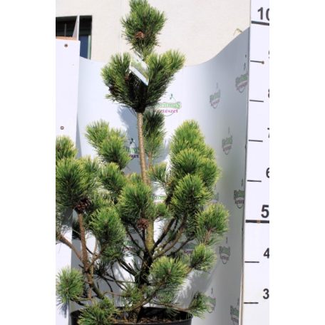 Havasi törpefenyő Pinus mugo Pál Maléter 70-90 cm C15