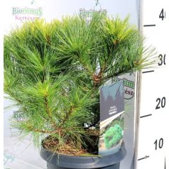   Kék simafenyő / Selyemfenyő Pinus strobus Minima 25-30 cm C3