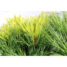 Kék simafenyő / Selyemfenyő Pinus strobus Minima 25-30 cm C3