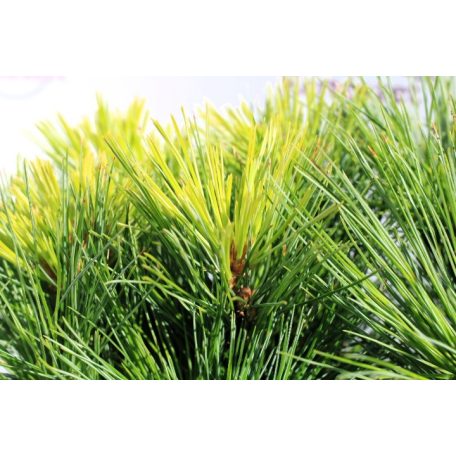 Kék simafenyő / Selyemfenyő Pinus strobus Minima 25-30 cm C3