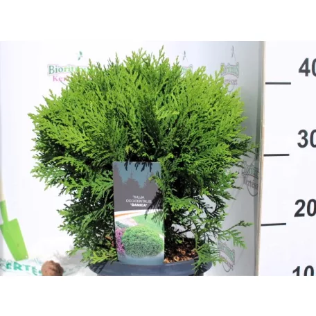 Törpe gömbtuja Thuja occ. Danica 25-30 cm C3