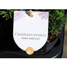 Örökzöld mix 5-10 cm P10.5