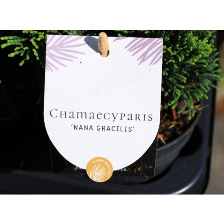 Örökzöld mix 5-10 cm P10.5