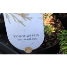 Örökzöld mix 5-10 cm P10.5