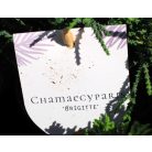 Örökzöld mix 5-10 cm P10.5