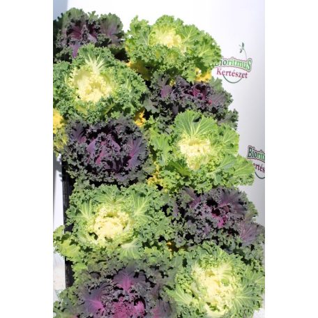 Vadkáposzta Brassica oleracea 'King 10-15 cm P10.5