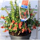 Vörös áfonya 17 cm