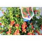 Vörös áfonya 17 cm