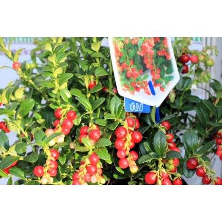 Vörös áfonya 17 cm