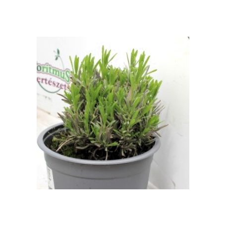 Levendula Lavandula angustifolia Rosea d14