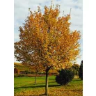 Mezei juhar Acer campestre Elsrijk K18 6/8 250/300