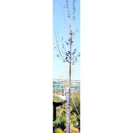 Mezei juhar Acer campestre Elsrijk K18 6/8 250/300