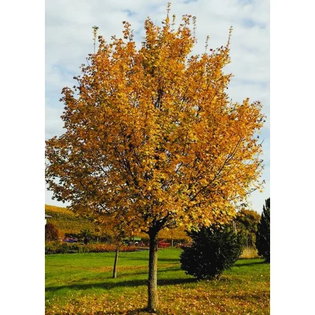 Mezei juhar Acer campestre Elsrijk K18 6/8 250/300