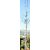 Mezei juhar Acer campestre Elsrijk K18 6/8 250/300