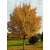 Mezei juhar Acer campestre Elsrijk K18 6/8 250/300