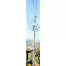Mezei juhar Acer campestre Elsrijk K18 6/8 250/300