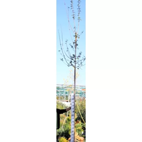 Mezei juhar Acer campestre Elsrijk K18 6/8 250/300