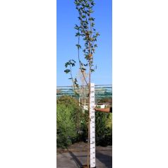 Korai juhar Acer plat. Emerald Queen K18 8/10