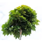 Gömbjuhar Acer platanoides Globosum K20 6/10 T220