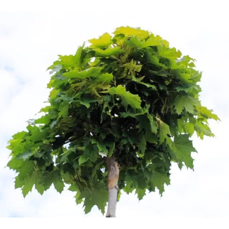 Gömbjuhar Acer platanoides Globosum K20 6/10 T220