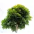 Gömbjuhar Acer platanoides Globosum K20 6/10 T220