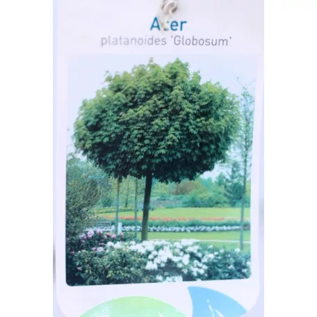 Gömbjuhar Acer platanoides Globosum K20 6/10 T220