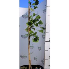   Páfrányfenyő Gold Flame Ginkgo biloba Gold Flame K7.5 50/80