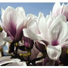 Nagyvirágú törzses liliomfa Magnolia soulangeana K18 T100