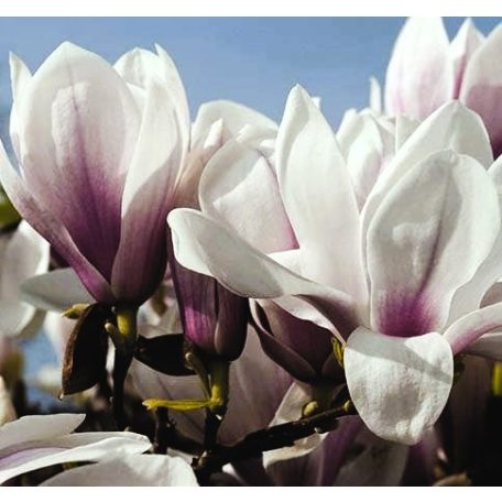 Nagyvirágú törzses liliomfa Magnolia soulangeana K18 T100