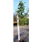 Nagyvirágú törzses liliomfa Magnolia soulangeana K18 T100