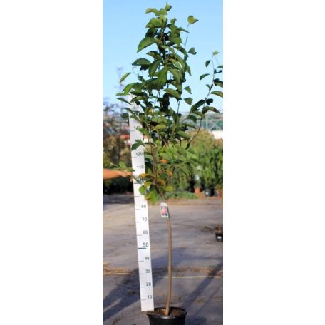 Nagyvirágú törzses liliomfa Magnolia soulangeana K18 T100