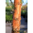 Kínai mamutfenyő Metasequoia glyptostroboides K50 3xi