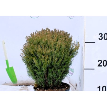 Teddy törpe gömbtuja Thuja occidentalis Teddy K1.5