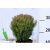 Teddy törpe gömbtuja Thuja occidentalis Teddy K1.5