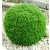 Teddy törpe gömbtuja Thuja occidentalis Teddy K1.5
