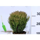 Teddy törpe gömbtuja Thuja occidentalis Teddy K1.5