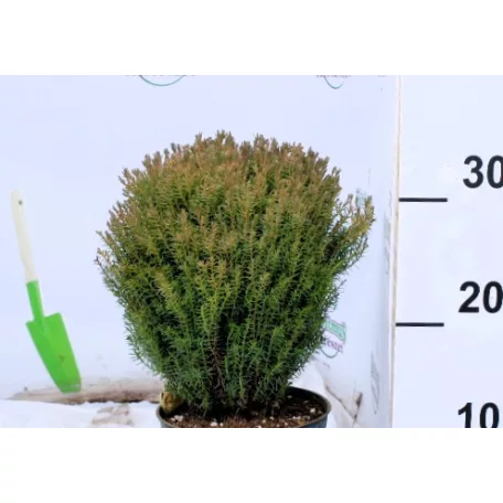 Teddy törpe gömbtuja Thuja occidentalis Teddy K1.5