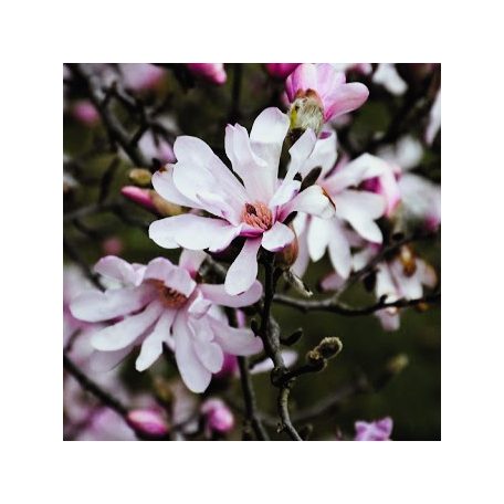 Liliomfa Magnolia loebneri Leonard Messel K2 60/80