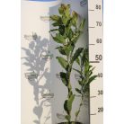 Liliomfa Magnolia loebneri Leonard Messel K2 60/80