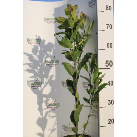 Liliomfa Magnolia loebneri Leonard Messel K2 60/80