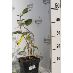 Égerlevelű fanyarka (mézalmácska) Thiessen