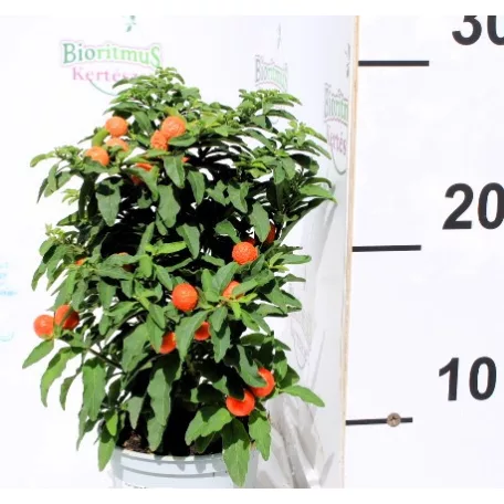 Korallbokor Solan pseudocapsic 10 cm cs.
