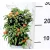 Korallbokor Solan pseudocapsic 10 cm cs.