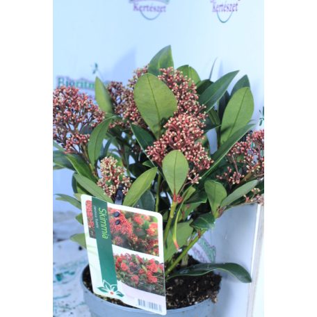 Japán dérbabér Skimmia j Rubella 17 cm cserép