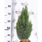 Oregoni hamisciprus Chamaecyparis lawsoniana Ellwoodii FL 60-80