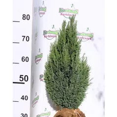   Oregoni hamisciprus Chamaecyparis lawsoniana Ellwoodii FL 60-80