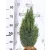 Oregoni hamisciprus Chamaecyparis lawsoniana Ellwoodii FL 60-80