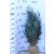 Kék hamisciprus Chamaecyparis lawsoniana Van Pelt's Blue Fl 80-100