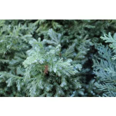 Kék szavára hamisciprus Cham. Pisifera Boulevard Fl 60-80
