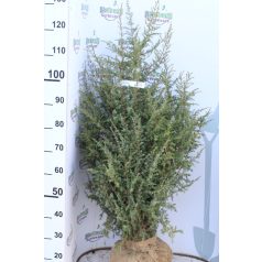 Ír oszlopos boróka Juniperus com. Hibernica Fl 100-125